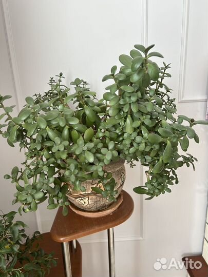 Продам цветы комнатные