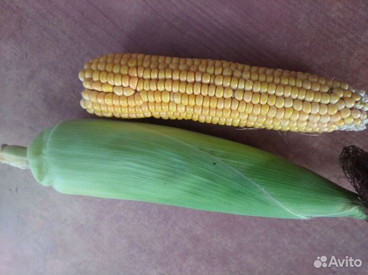 Кукуруза