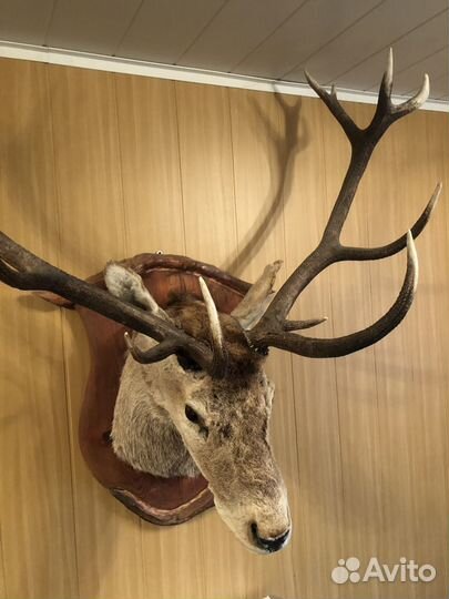 Чучело животных