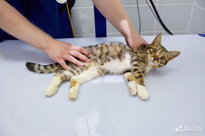 Ветеринарный врач. Кастрация на дому