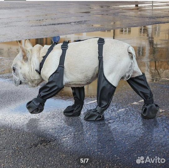 Ботики для собак на подтяжках