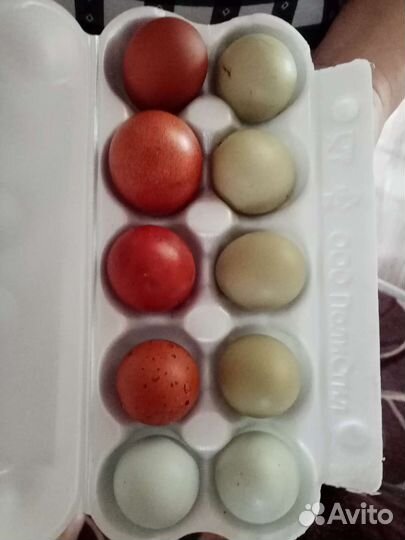 Домашние куриные яйца