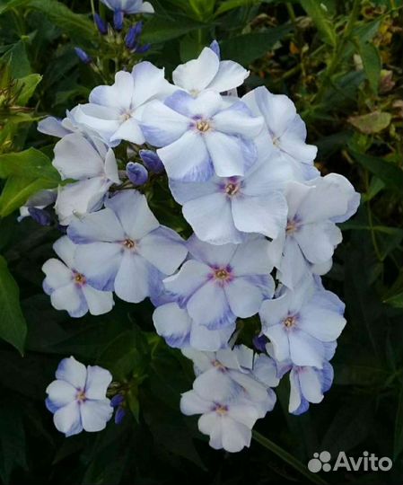 Флоксы сортовые, в горшке