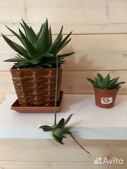 Хавортия и алое