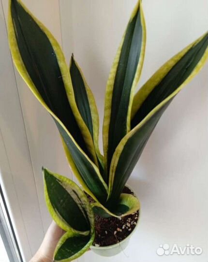 Сансевиерии