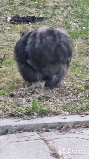 Петух американский абориген