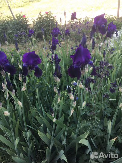 Ирисы букет