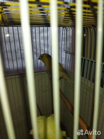 Кенара и канарейки