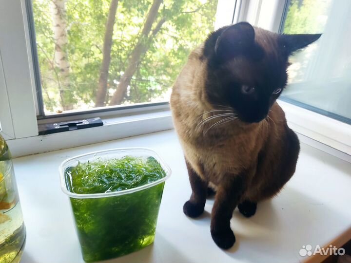 Роголистник в аквариум