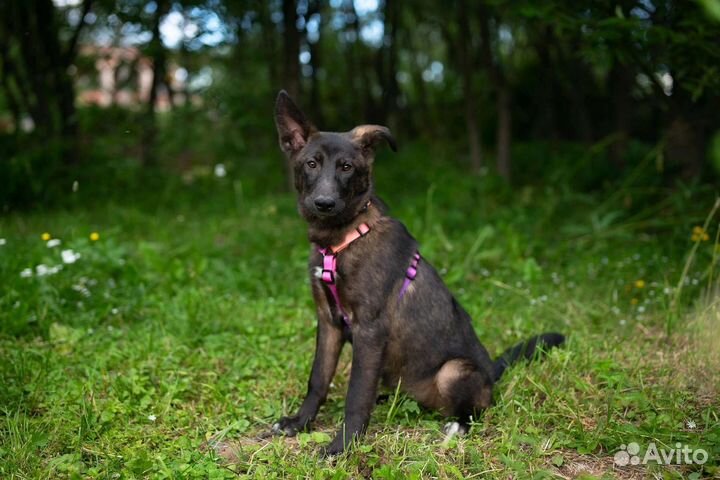 Щенок в добрые руки бесплатно