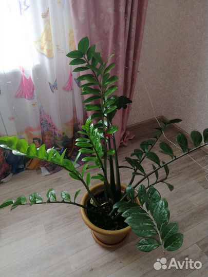 Замиокулькас, доллоровое дерево