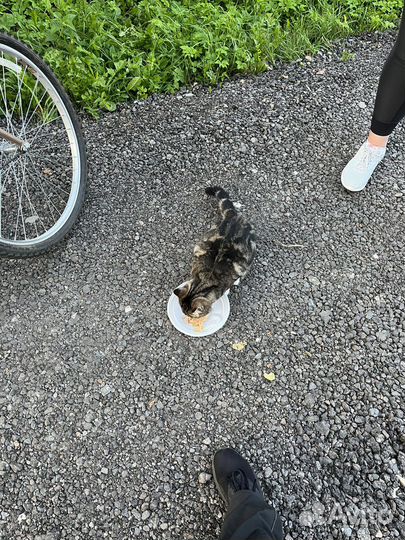 Ищет дом кошка мраморного окраса