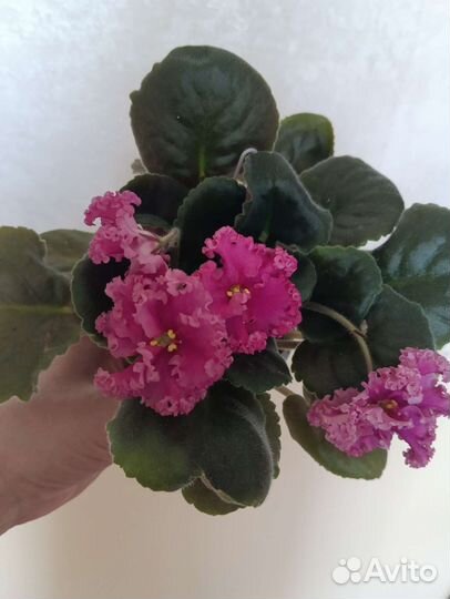 Молодые цветущие фиалочки