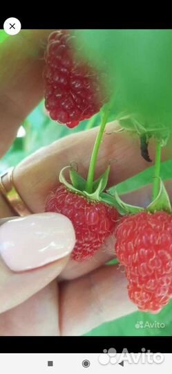 Саженцы смородины, малины, клубники