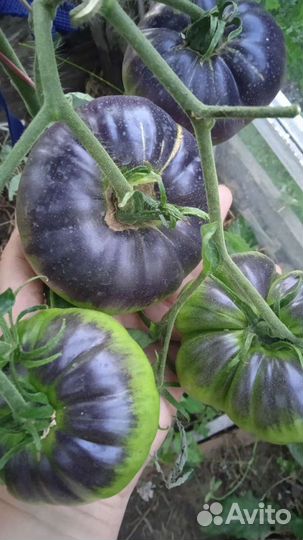 Семена коллекционных сортовых томатов