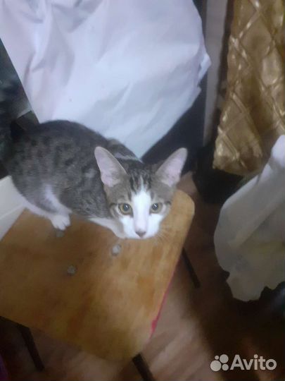 Кошки в добрые руки бесплатно