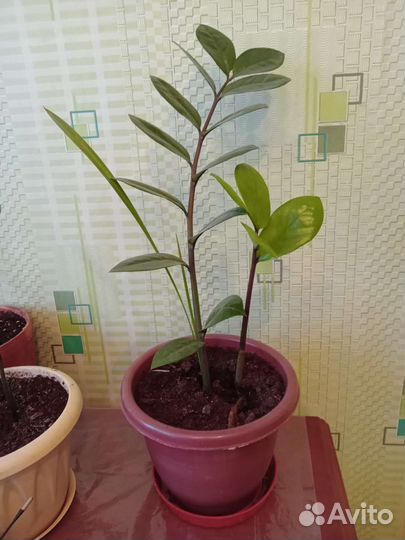 Замиокулькас