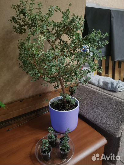 Мирт Ирен вариегатный мелколистный