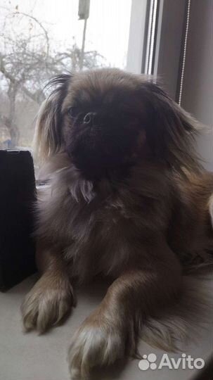 Вяска пекинеса девочка