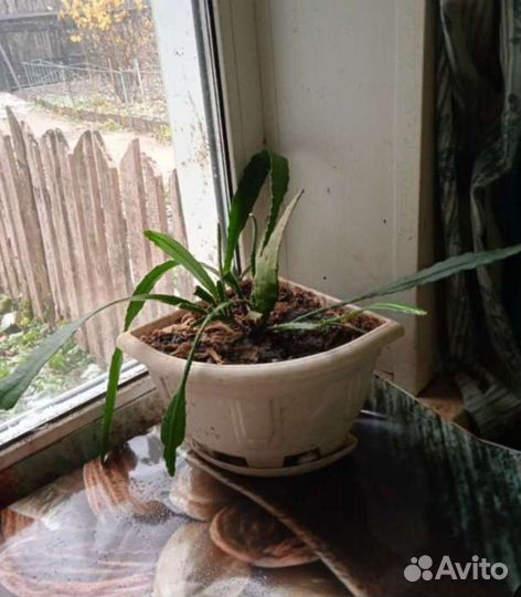 Эпифиллум Филлантус весенний декабрист