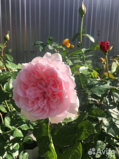 Саженцы роз