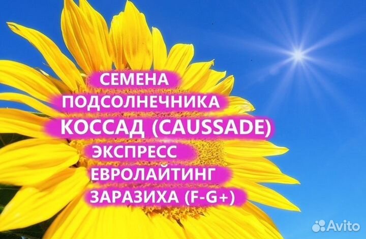 Семена подсолнечника Коссад (Сaussade), Челябинск