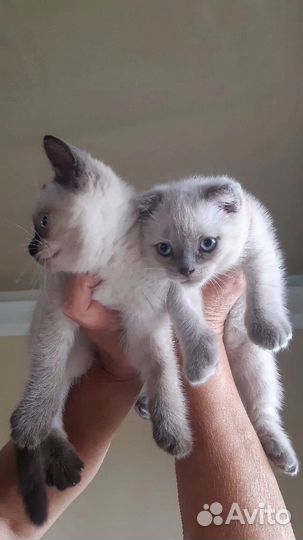 Отдам в добрые руки