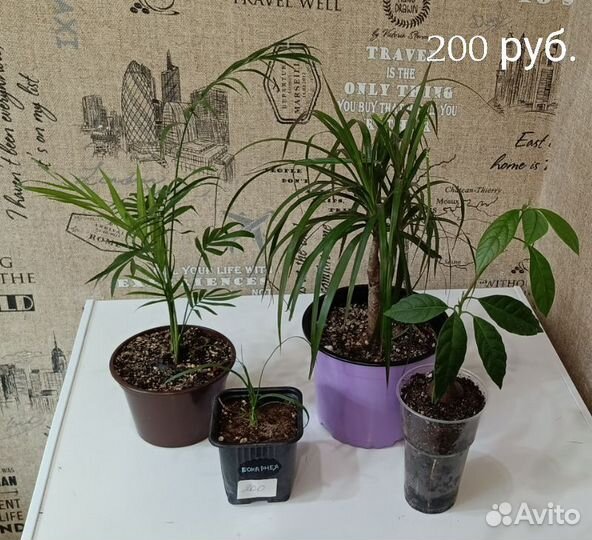 Комнатные растения