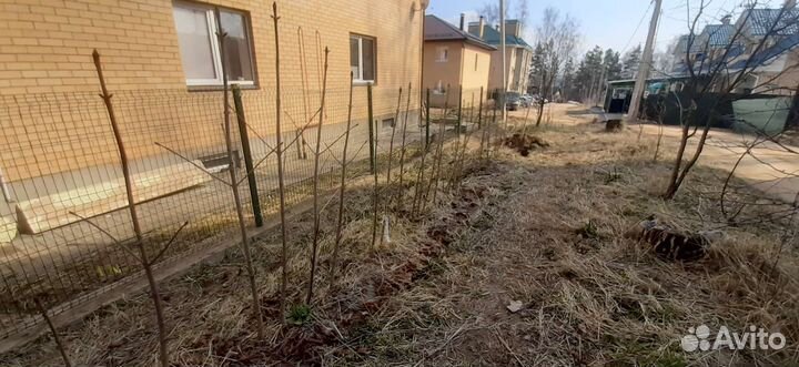 Каштаны саженцы