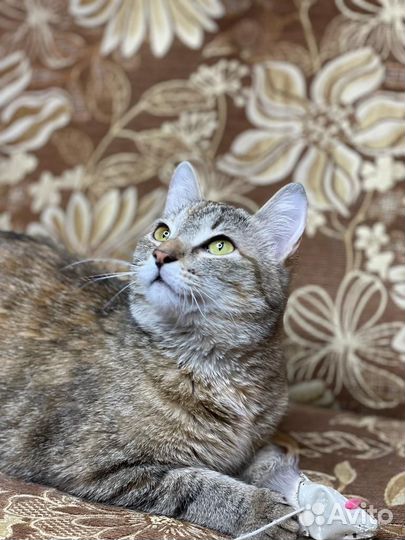 Кошка в дар бесплатно