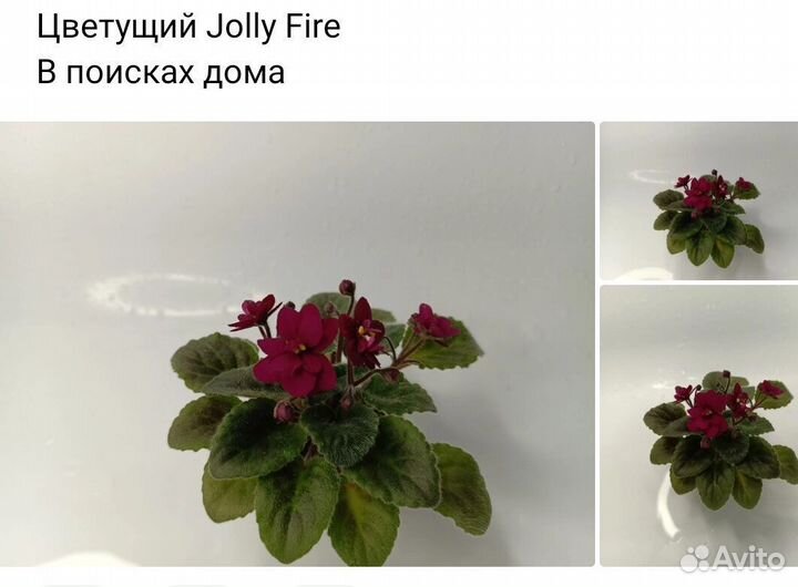 Фиалки сортовые цветущие и детки