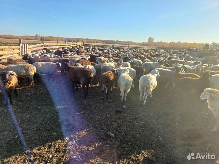 Овцы бараны ягнята оптом