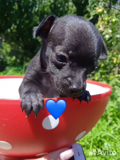 Той-терьер щенки