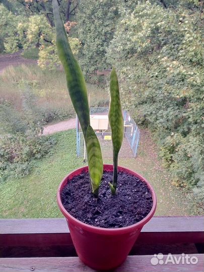 Сансевиерия щучий хвост