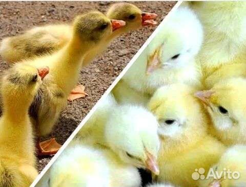 Цыплята бройлеры, утята,индюшата,мулард,гусята