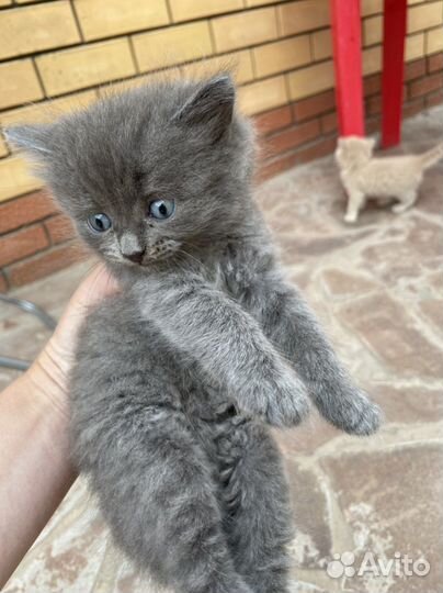 Котята в заболивые руки