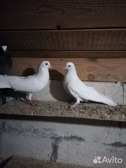 Голуби