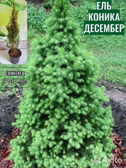 Ель Коника Десембер