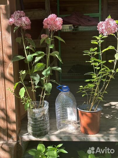 Гортензия Пинк Анабель