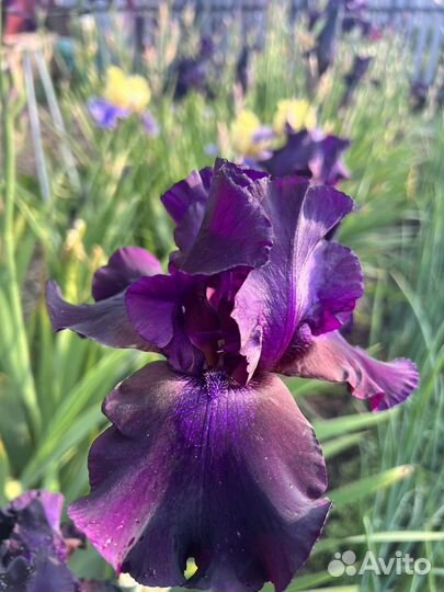 Ирисы бородатые