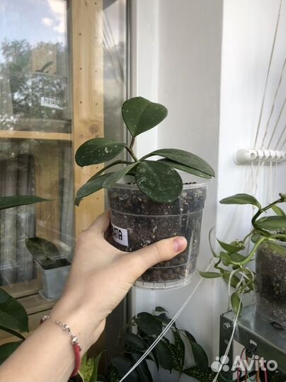 Хойя (домашние)