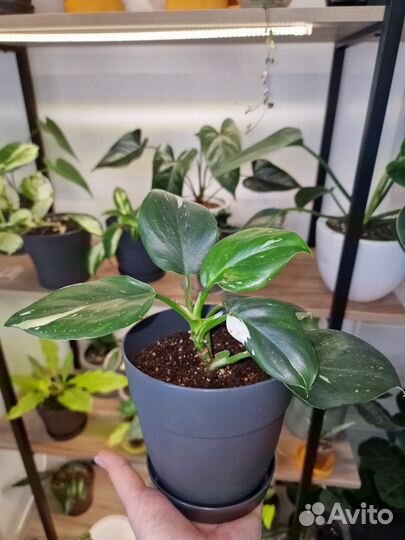 Филодендрон Вайт Визард, аглаонема Сильвер Квин