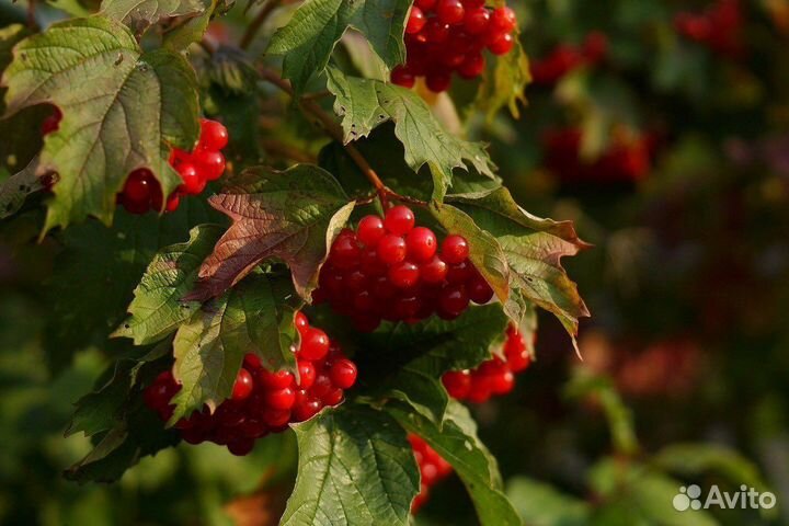 Саженцы калины крупноплодной