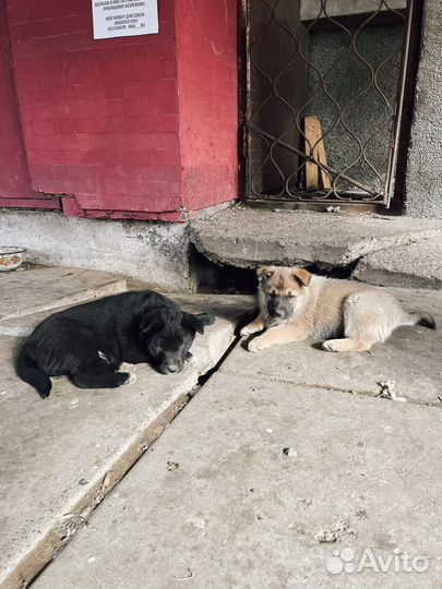 Двортерьер в добрые руки