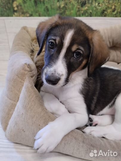 Щенок в добрые руки средней собачки