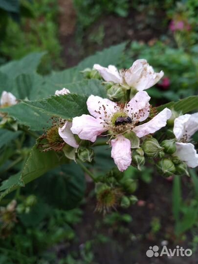Саженцы ежевики,безшипой