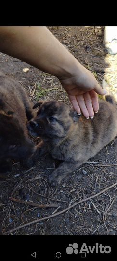 Кане корсо в добрые руки