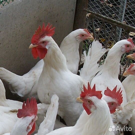 Цыплята суточные