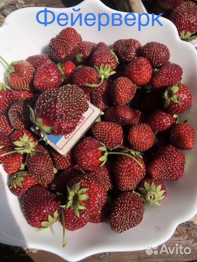 Рассада клубники