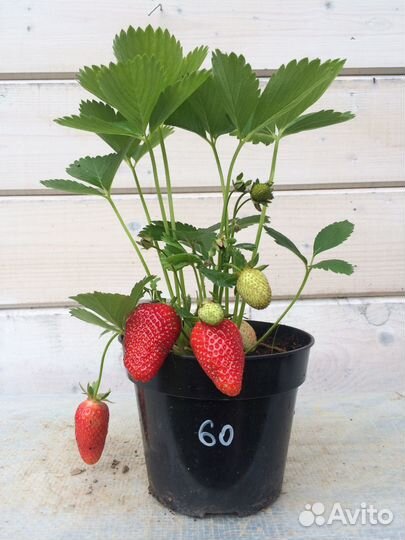 Клубника —Итальянская и Французская селекция